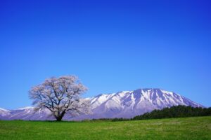 雄大な岩手山を背景に小岩井農場の緑の大地に立つ一本桜