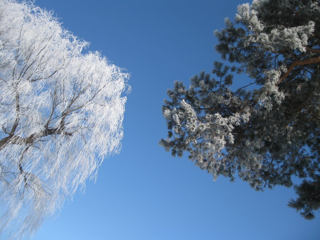 winter tree