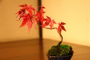 紅葉の盆栽