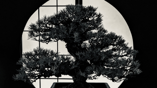 時を刻む緑の芸術―奥深い盆栽の世界