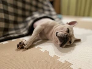 寒い冬には犬もこたつから出てこない。