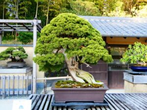 風格のある姿の真柏。力強さと長寿の象徴とされている。 