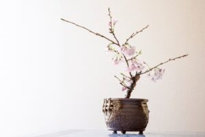 桜の盆栽──季節の移ろいを楽しませてくれる。