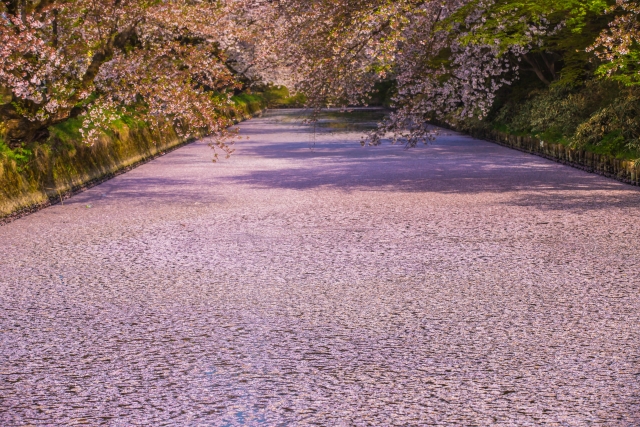 水面を淡く染め上げる「花筏（はないかだ）」。形を変えながら流れ去るその姿は、一所にとどまることのない「無常」の美しさを教えてくれる。