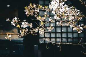 桜は「散り際の美学」を象徴する存在だ