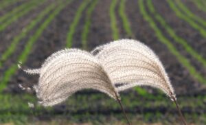 風に揺れるススキ