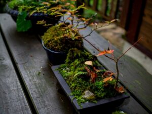 自然の景色を、小さな鉢の中に映し出せることが盆栽の魅力だ。