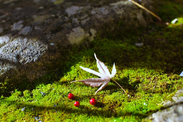 移ろい続ける自然の中で、ものの見方はかたちづくられていく。Within nature’s constant change, ways of seeing take shape.