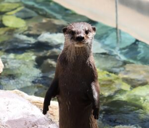 立ち上がったカワウソを河童と見間違えたという説もある。