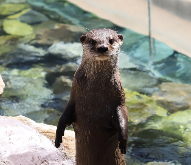 Kappa: Unraveling the Mystery of Japan’s Water Spirit Yokai - JAPAN UNKNOWN