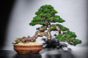 時を刻む緑の芸術―奥深い盆栽の世界