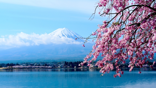 Why Do Cherry Blossoms Captivate the Japanese? - JAPAN UNKNOWN