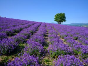 一面に広がる富良野のラベンダー畑