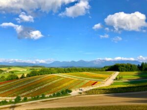 牧歌的風景が心を揺さぶる美瑛町の原風景