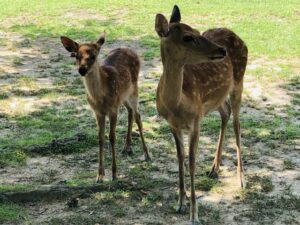 奈良公園。人に慣れた鹿が自由に歩く、奈良を象徴する風景。