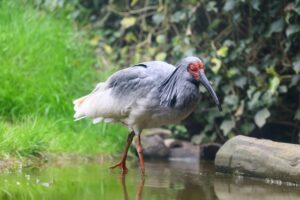 新潟県を中心に保護・繁殖が進められている日本の国鳥「トキ」