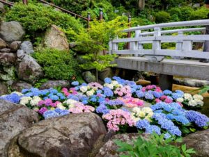 あじさい回廊。色とりどりの紫陽花が咲き誇る、梅雨の風物詩。