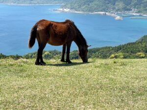 宮崎県南端の岬に暮らす、野生の御崎馬たち。草原と海の絶景に溶け込む姿が魅力。