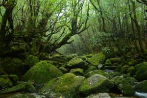 屋久島──豊かな自然と神秘的な森が広がる、世界自然遺産に登録された島。