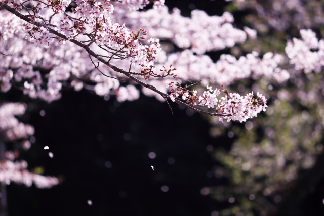 散りゆく桜
