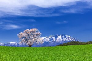 小岩井農場の一本桜