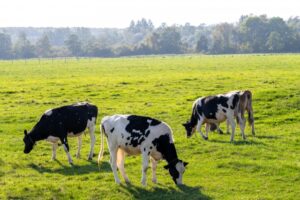 広大な牧草地で穏やかに草を食む牛たち